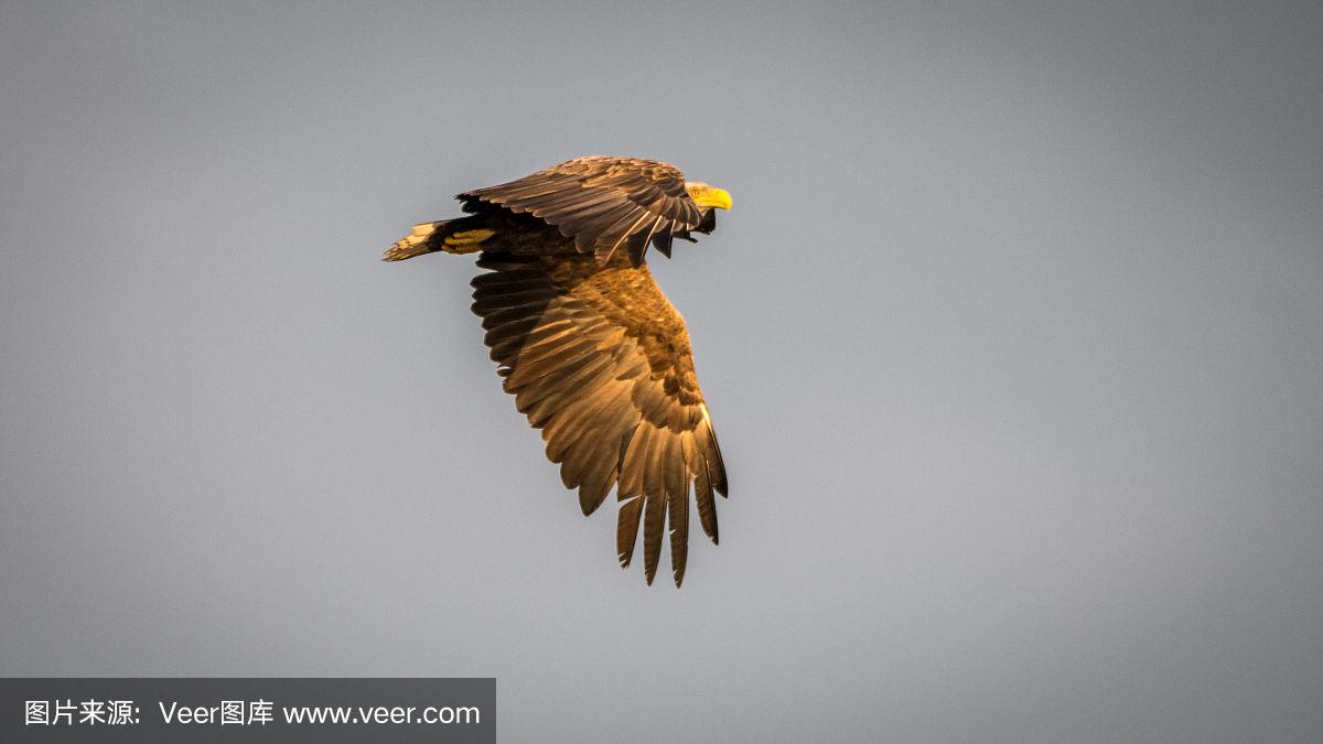 罗马尼亚老鹰小胜,团队协作出色 罗马尼亚老鹰小胜,团队协作出色
